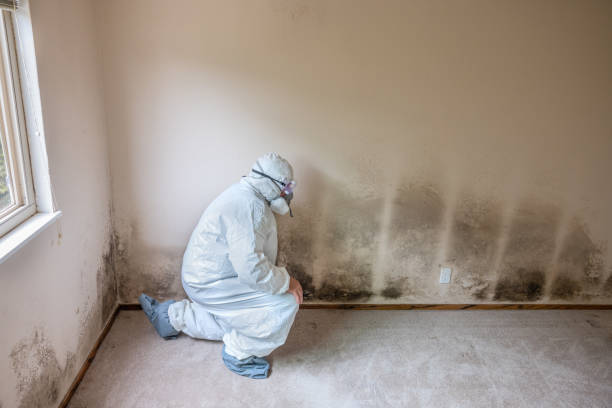 Trusted Barry, IL Mold Inspection, Removal & Remediation Experts